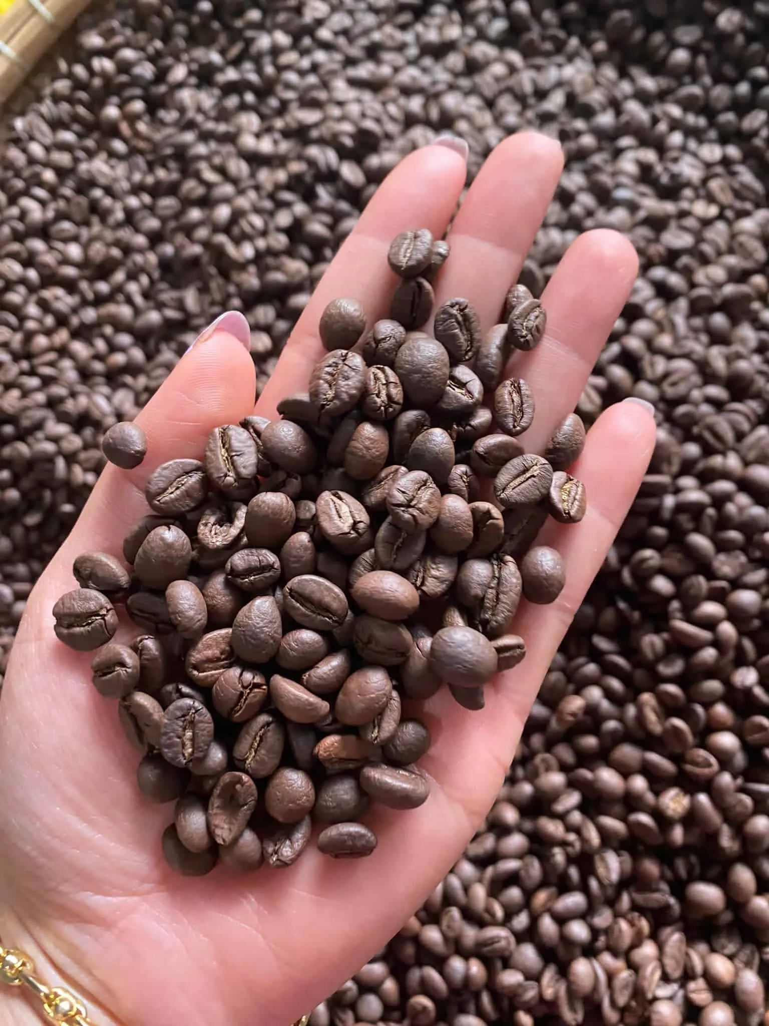 robusta beans