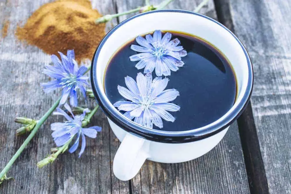 Chicory Coffee